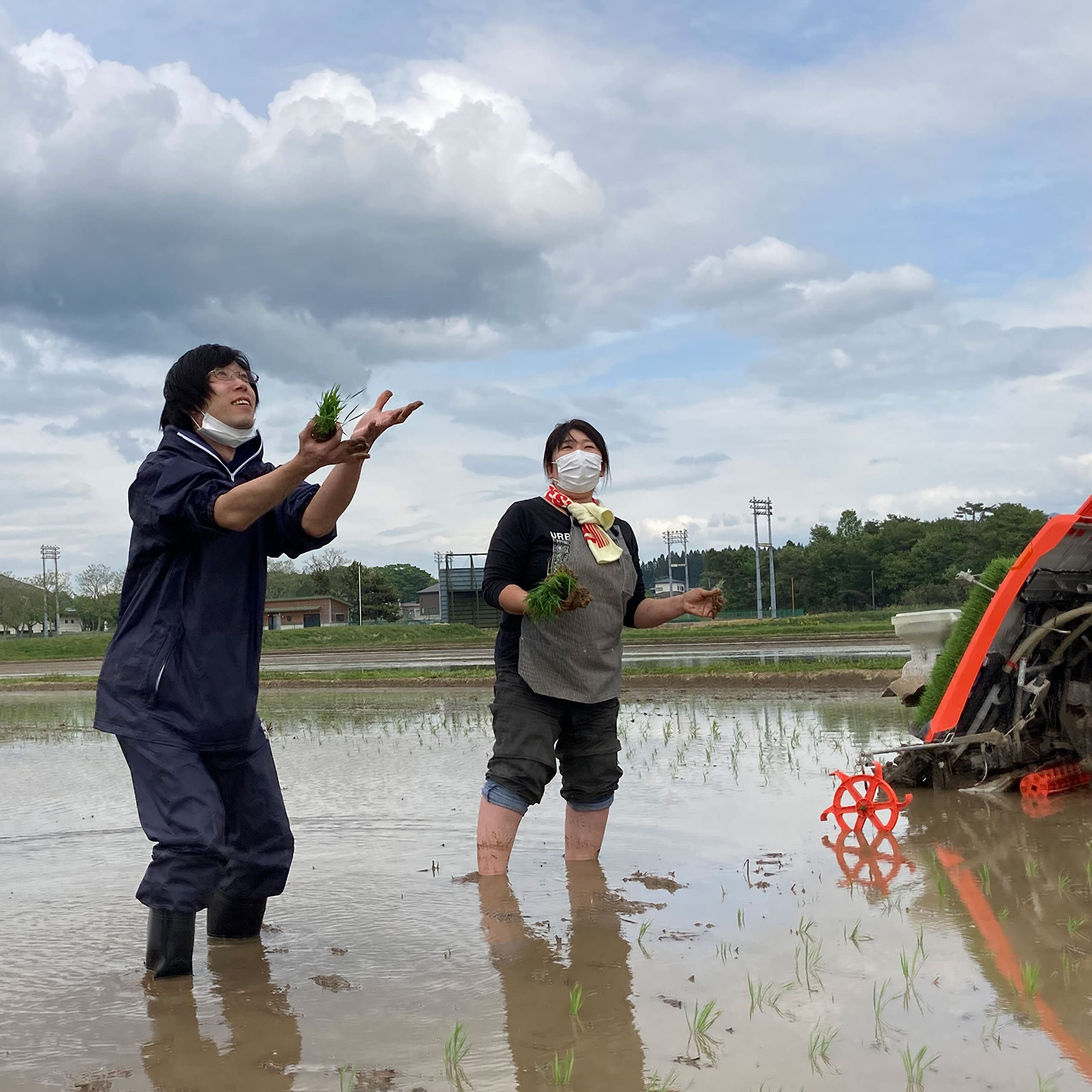 Amazon.co.jp: Mizuna Sado Farm Milky Queen Milky Queen Made in